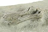 Fossil Crinoid (Platycrinites) - Crawfordsville, Indiana #263092-2
